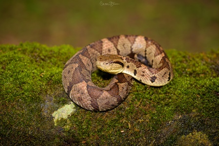 TerrarioPedia - Serpents - Fiche d'élevage Atropoides picadoi