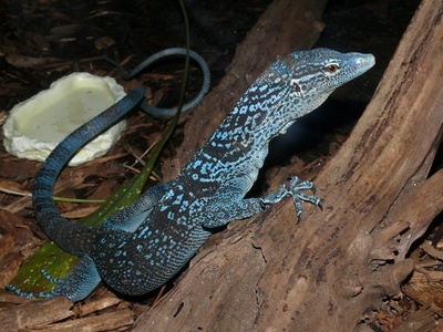 Terrariopedia Amphibiens