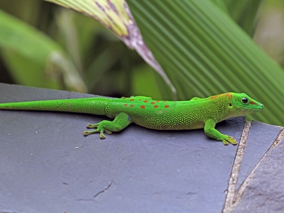 Terrariopedia Amphibiens