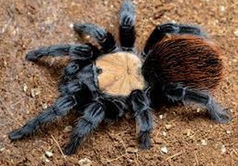 TerrarioPedia - Serpents - Fiche d'élevage Brachypelma albiceps