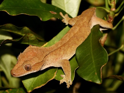 TerrarioPedia - Lézards - Fiche d'élevage Correlophus ciliatus