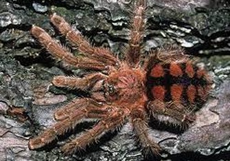 TerrarioPedia - Serpents - Fiche d'élevage Avicularia minatrix