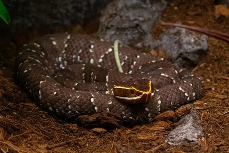 TerrarioPedia - Serpents - Fiche d'élevage Agkistrodon bilineatus