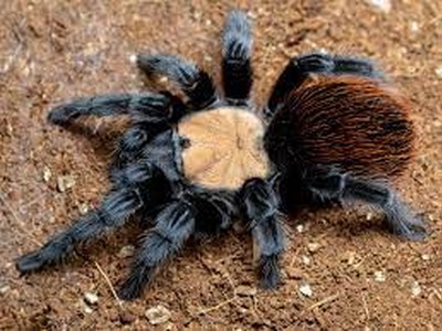 TerrarioPedia - Arthropodes - Fiche d'élevage Brachypelma albiceps