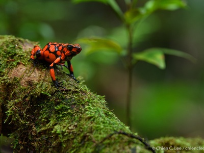 TerrarioPedia - Amphibiens - Fiche d'élevage Oophaga solanensis