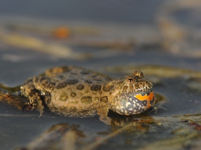 TerrarioPedia - Amphibiens - Fiche d'élevage Bombina bombina