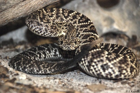 TerrarioPedia - Serpents - Fiche d'élevage Crotalus durissus pifanorum