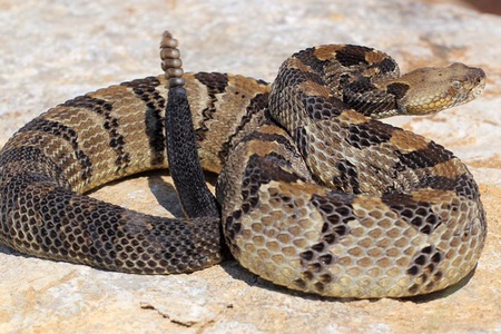 TerrarioPedia - Serpents - Fiche d'élevage Crotalus horridus