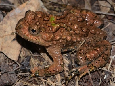 TerrarioPedia - Amphibiens - Fiche d'élevage Bombina maxima