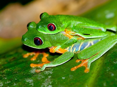 TerrarioPedia - Amphibiens - Fiche d'élevage Agalychnis callidryas