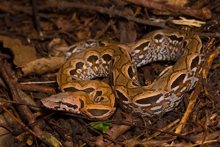 TerrarioPedia - Serpents - Fiche d'élevage Acrantophis madagascariensis