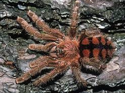 TerrarioPedia - Arthropodes - Fiche d'élevage Avicularia minatrix