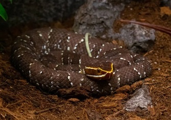 TerrarioPedia - Serpents - Fiche d'élevage Agkistrodon bilineatus