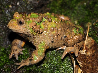 TerrarioPedia - Amphibiens - Fiche d'élevage Bombina microdeladigitora