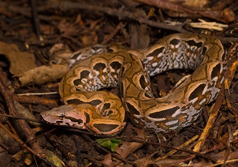 TerrarioPedia - Serpents - Fiche d'élevage Acrantophis madagascariensis