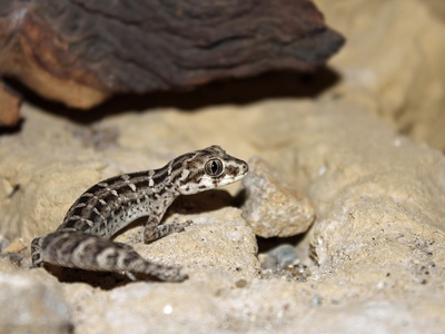 TerrarioPedia - Lézards - Fiche d'élevage Hemidactylus imbricatus