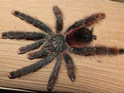 TerrarioPedia - Arthropodes - Fiche d'élevage Avicularia avicularia