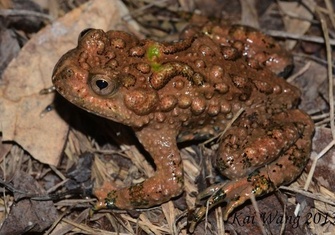 TerrarioPedia - Amphibiens - Fiche d'élevage Bombina maxima