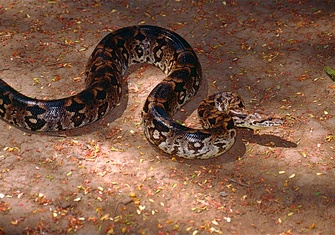 TerrarioPedia - Serpents - Fiche d'élevage Acrantophis dumerili