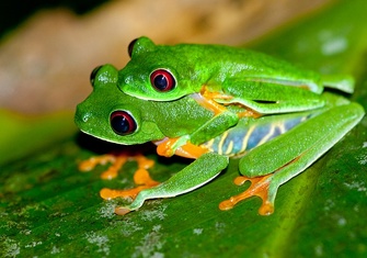 TerrarioPedia - Amphibiens - Fiche d'élevage Agalychnis callidryas