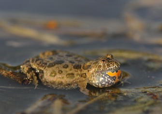 TerrarioPedia - Amphibiens - Fiche d'élevage Bombina bombina