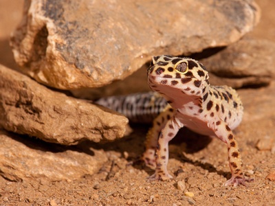 TerrarioPedia - Lézards - Fiche d'élevage Eublepharis macularius