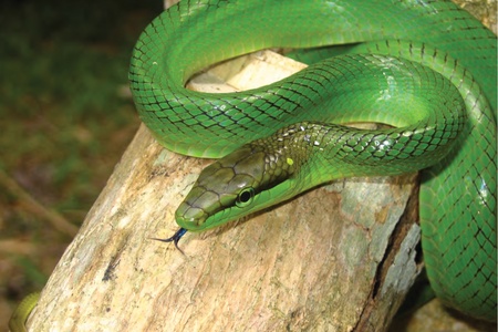 TerrarioPedia - Serpents - Fiche d'élevage Gonyosoma oxycephalum