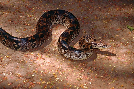 TerrarioPedia - Serpents - Fiche d'élevage Acrantophis dumerili