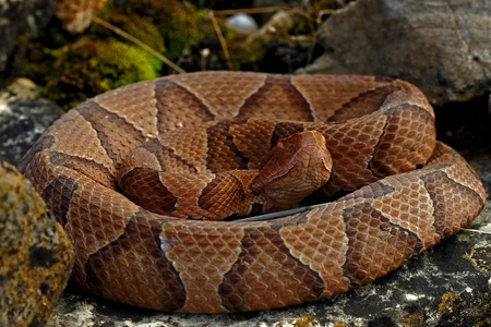 TerrarioPedia - Serpents - Fiche d'élevage Agkistrodon contortrix