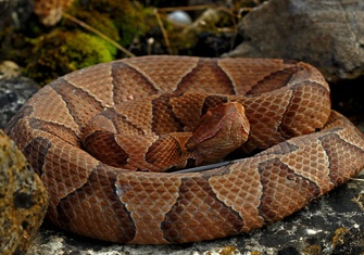 TerrarioPedia - Serpents - Fiche d'élevage Agkistrodon contortrix