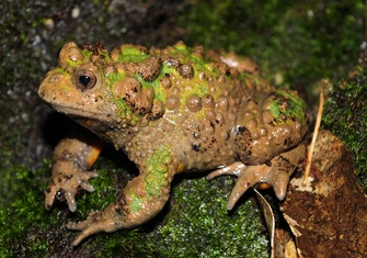 TerrarioPedia - Amphibiens - Fiche d'élevage Bombina microdeladigitora